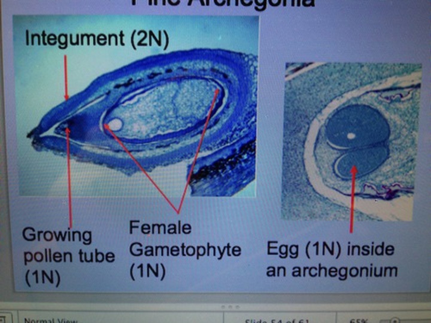 <p>Two or more (each with an egg) develop within the maturing gametophyte. Mature ovule consists of: Integument Thin layer of remaining nucellus Megagametophyte, containing archegonia with enclosed egg Micropyle = a pore at the end of the ovule • Space between the micropyle and nucellus is the pollination (micropylar) chamber, through which pollen tubes will grow</p>