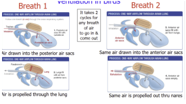 <ul><li><p>flying and endothermy demand high amount of oxygen</p></li><li><p>system much more complex and efficient than mammals</p></li><li><p>system:</p><ul><li><p>numerous air sacs (8-9): anterior and posterior</p></li><li><p>unidirectional flow of air through lungs (vs. us that have tidal air flow: in and out)</p></li></ul></li><li><p>takes 2 cycles for any breath of air to go in and out</p><ul><li><p>breath 1: air drawn into posterior air sacs, air propelled through the lung</p></li><li><p>breath 2: same air drawn into anterior air sacs</p></li><li><p>same air is propelled out through nares</p></li></ul></li></ul><p></p>