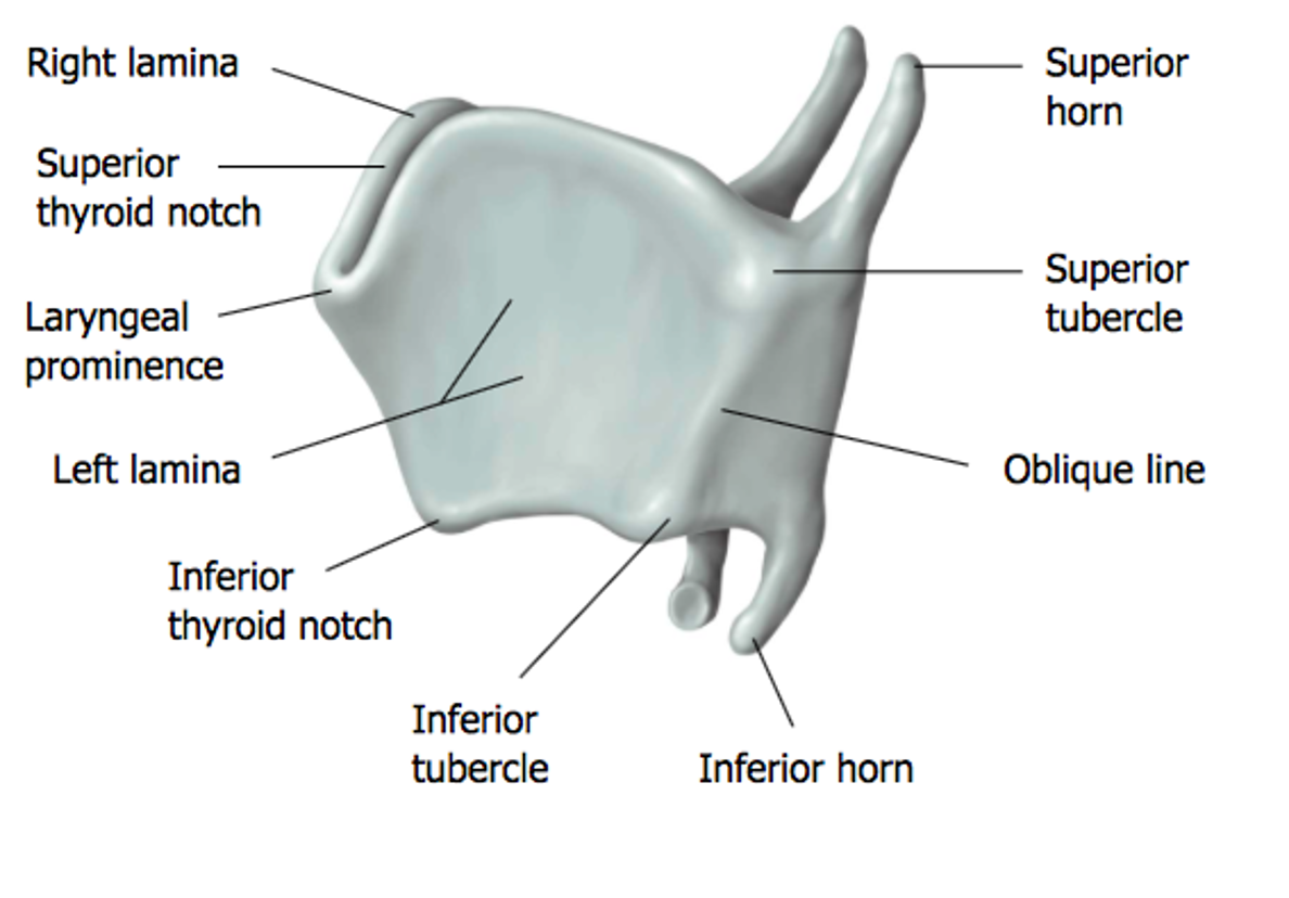 <p>superior horns, knotch (adams apple), and inferior horns </p>