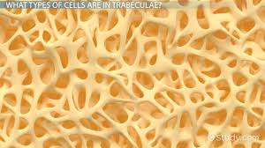 <p><strong>trabeculae</strong> are located only in <span style="color: blue"><strong>spongy</strong></span><strong> bone</strong></p>