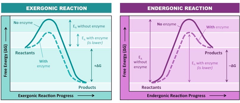 a polymer is broken down into monomers which increases entropy