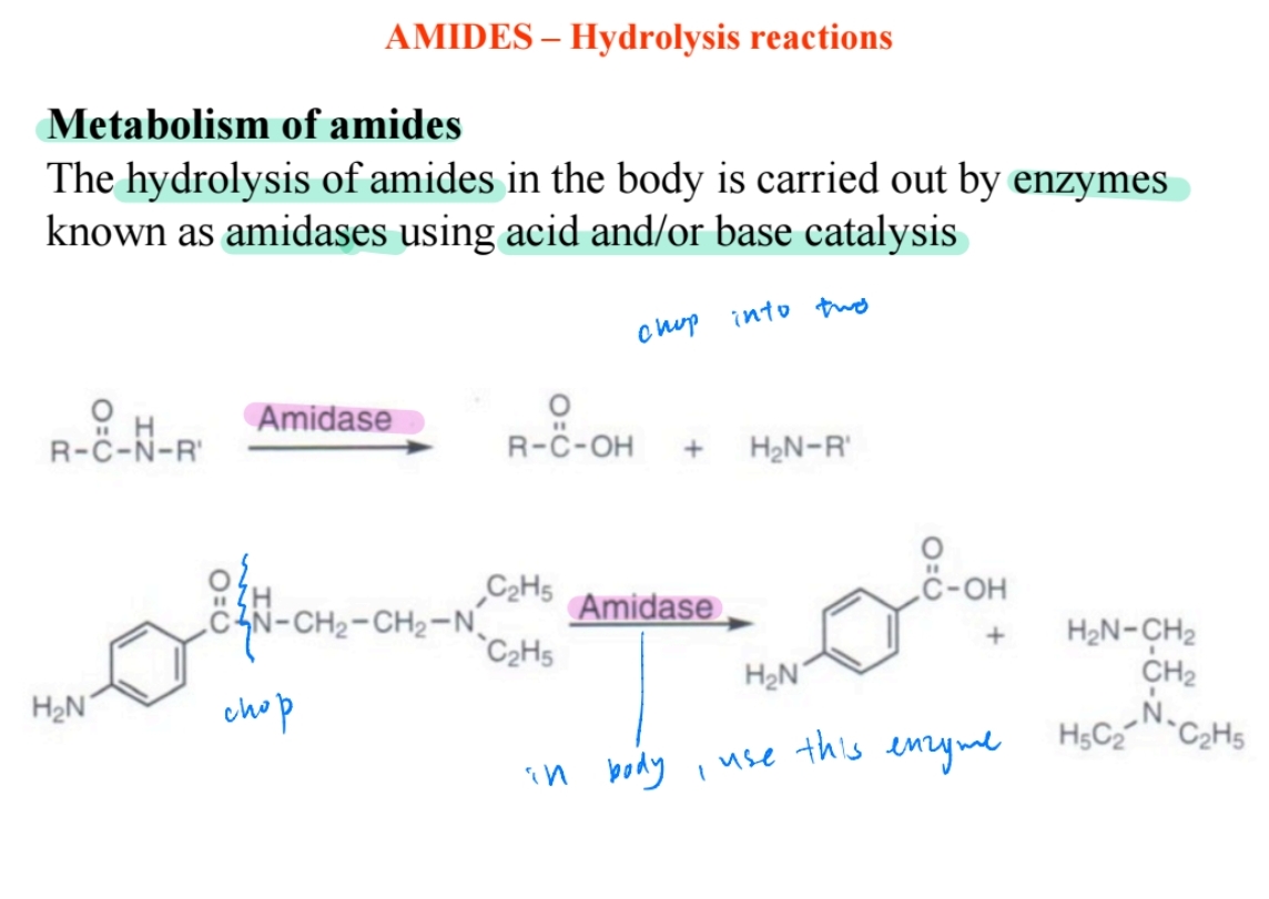 <p><span>Enzymes hydrolyze amides in the body into acids and amines.</span></p>