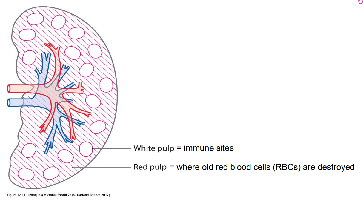 <p>- blood is filtered through the spleen</p><p>- like a lymph node for blood-borne pathogens</p><p>- other specialised lympathic structures exists in areas of high pathogen exposure e.g gut and respiratory tract</p>