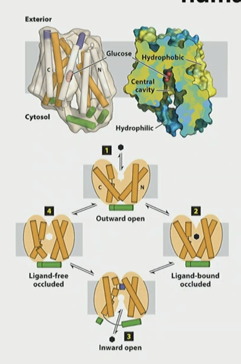 <ol><li><p>outward open conf binds glucose</p></li><li><p>ligand bound occluded conf</p></li><li><p>inward open conf releases glucose</p></li><li><p>ligand free occluded conf</p></li></ol><ul><li><p>cycle will work in reverse if conc changes </p></li><li><p>14 highly homologous GLUT proteins</p></li></ul><p></p>