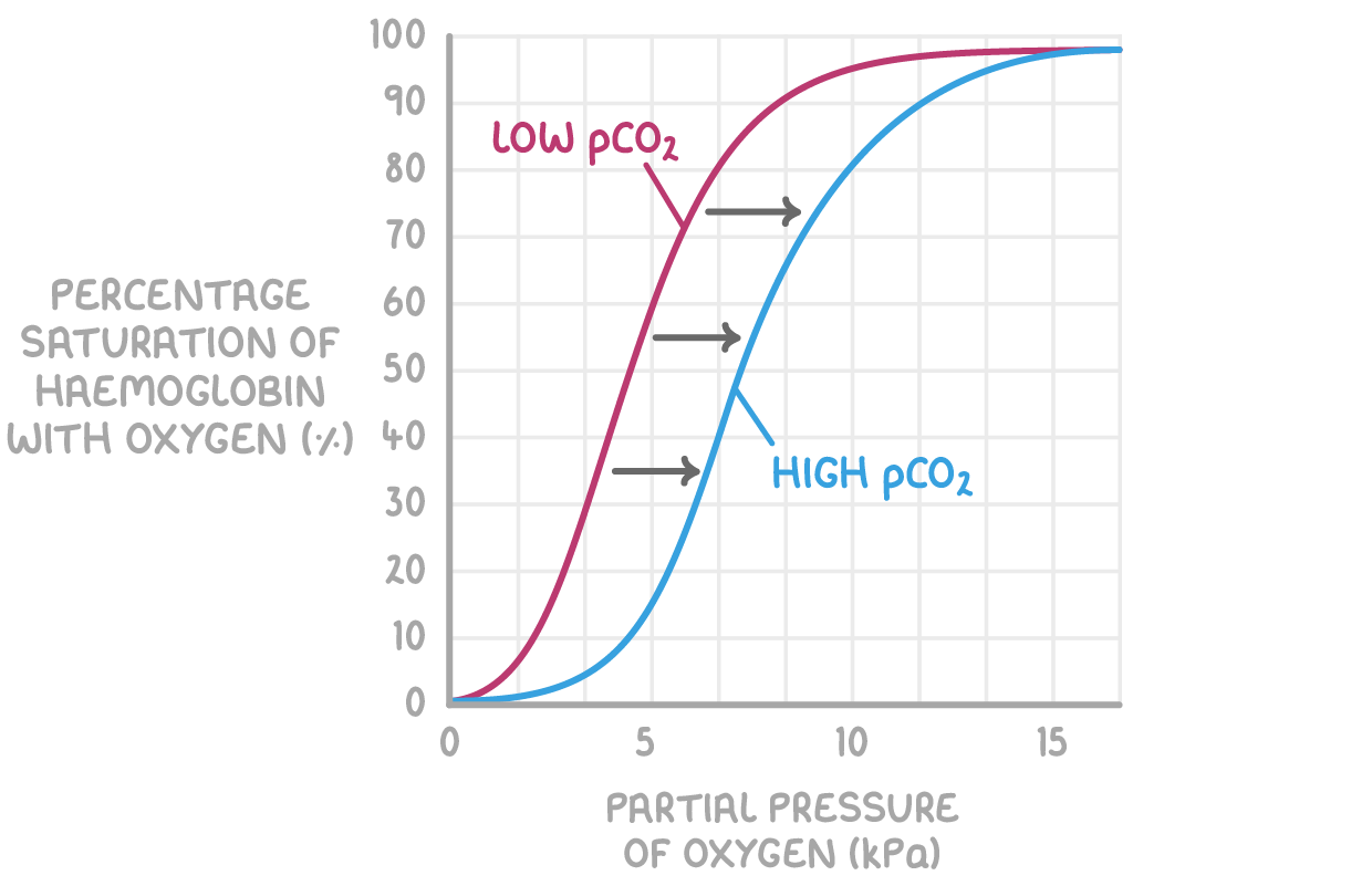<p>Describe the difference between low and high level of CO2 and what that mean for the affinity of oxygen </p>