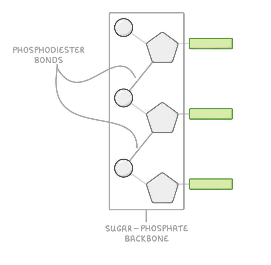 <p><span>Nucleotides are joined together via condensation reactions to form a polynucleotide. The phosphate group of one nucleotide forms a covalent bond with the sugar of another. This forms a phosphodiester bond.</span></p><p>Many nucleotides can join in this way to create a chain of phosphates and sugars known as the sugar-phosphate backbone.&nbsp;</p><p style="text-align: left">Phosphodiester bonds can be broken via hydrolysis reactions, releasing the nucleotide monomers</p>