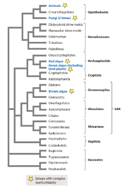<p>complex multicellularity is a(n) _ trait of some of the organisms on this tree.</p><p>analogous</p><p>homologous</p>