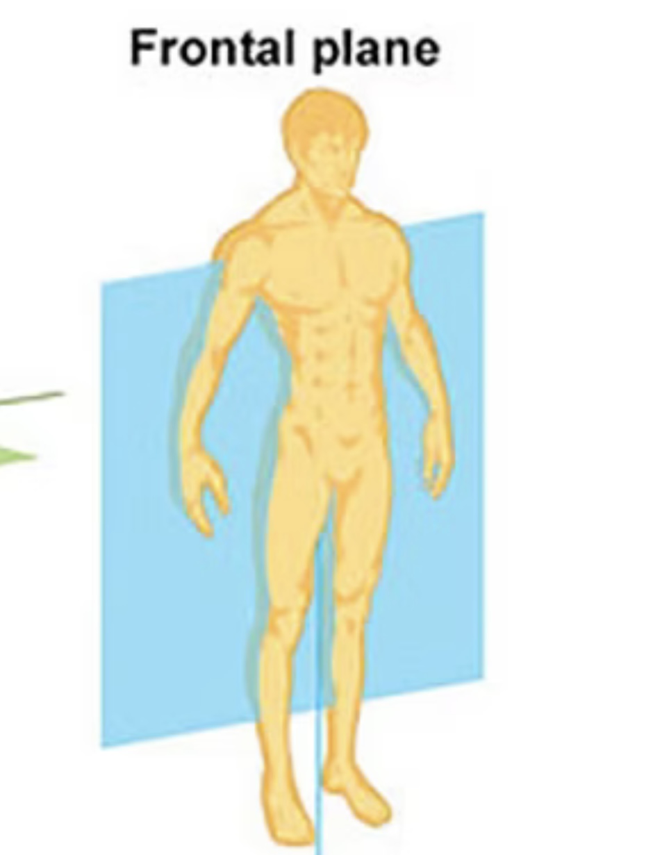<p>Vertical plane that divides the body into halves from front to back.</p>