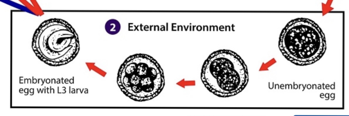 <p>Nematode parasites causing Visceral Larva Migrans, transmitted via ingestion of infective eggs (also transplacental/transmammary routes for Toxocara canis), leading to poor growth and vomiting.</p>