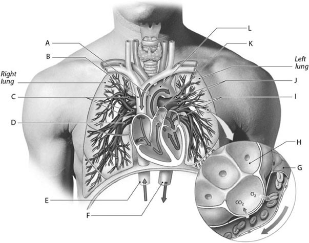 <p>Label F represents the</p>