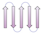 <p>antiparallel sheet composed of sequential β strands connected by loops or turns</p>