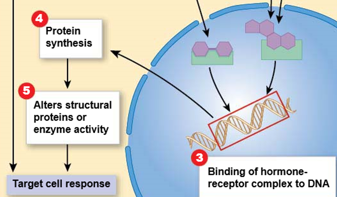 <p><mark data-color="green">Intracellular receptors: steroid hormones</mark></p><p>Can you label, describe and explain what this diagram is/shows?</p>