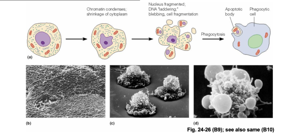 <ul><li><p>A whole cascade of events occur </p><ul><li><p>Chromatin will condense</p></li><li><p>Nucleus will fragment</p></li><li><p>Membrane will bleb - apoptotic bodies will be released </p><ul><li><p>Apoptotic bodies will be cleaned by cells of the immune system</p></li></ul></li><li><p>Patterned DNA cleavage (after chromosomes condensed)</p></li><li><p>Phoshotidylserine flipping from inner to outer leaflet of plasma membrane</p></li><li><p>Removal of “don’t eat me” signals from PM </p></li><li><p>Loss of electrical potential across IMM — mitochondria is important!</p></li><li><p>Leakage of cytochrome c into cytosol — protein that leaks out of the mitochondria </p><ul><li><p>Cytochrome c is normally embedded in the inner mitochondrial membrane and is part of the electron transport chain </p></li></ul></li></ul></li></ul><p></p>