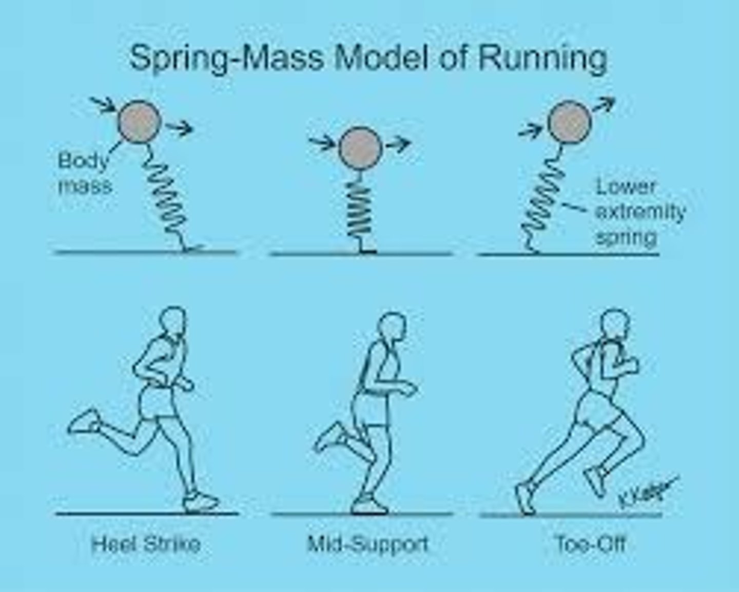 <p>Legs act as springs to store and release energy.</p><p>· Highest point is when the mass is in the air, and the lowest is when the joint is bent on the ground to prepare for the continuation of movement.</p><p>· The centre of mass is slightly forward of the middle to help propel the mass forward.</p>