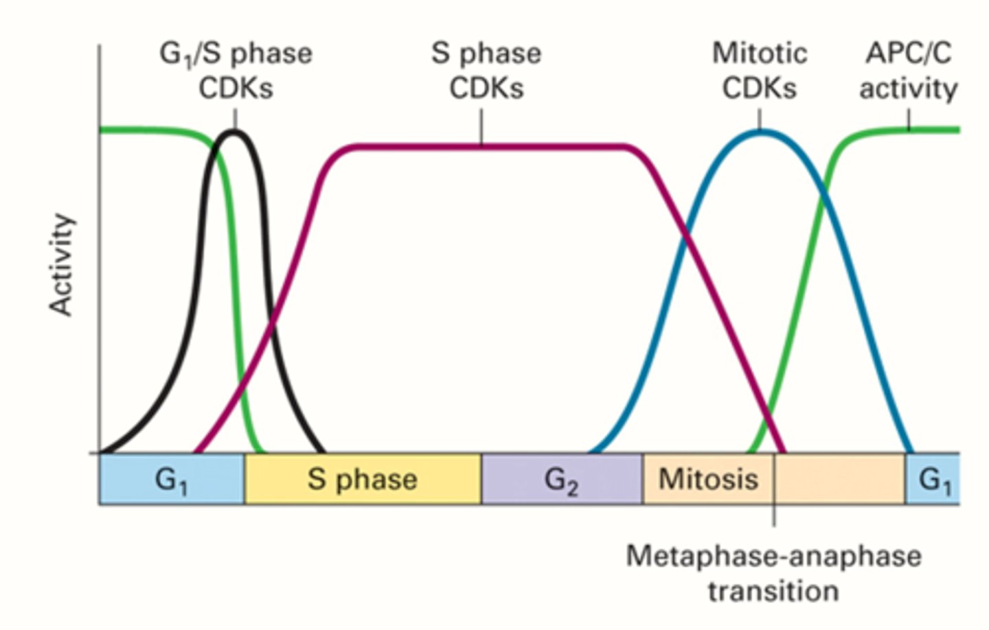 <p>the values of each cyclin will change, but the overall amount of cyclin is constant, specific cyclins only around when they have to be</p>
