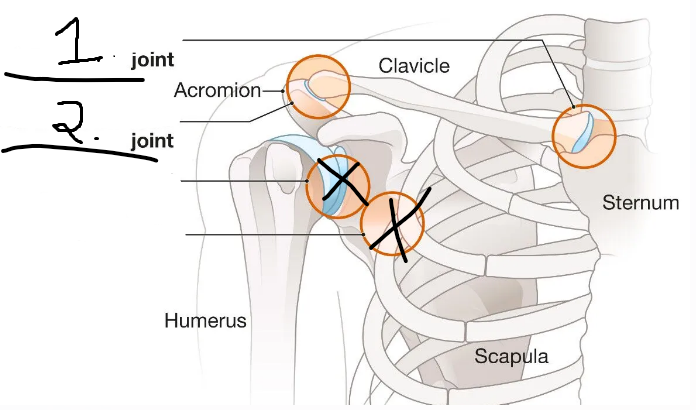 <p><u>The Shoulder Girdle</u>: What are the <u>two main joints</u> formed by the <strong>clavicle</strong>? (which end)</p>