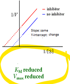 <p>what kind of enzyme inhibition is this</p><p><span>•Reduced Km, Reduced Vmax</span></p>