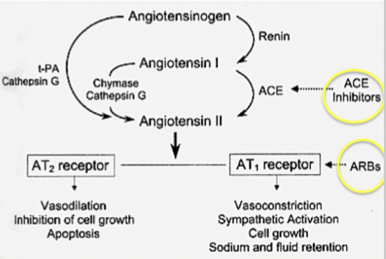 <p><strong>Dynamik</strong>: Binder kompetitivt och blockerar AT<sub>1</sub> receptor. AT<sub>1</sub> medierar vasokonstriktion, aktivering av sympaticus samt natrium- och vätskeretention.</p><p><strong>Hemodynamisk effekt</strong>: Samma effekt som ACE-hämmare men kommer inte påverka nivåerna av bradykinin. Minska preload och afterload.</p><p><strong>Användning</strong>: Hypertoni och hjärtsvikt. </p><p><strong>Biverkningar</strong>: Samma som för ACE-hämmare utan rethosta.</p>