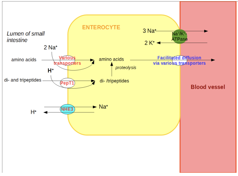 <p>Occurs in <strong><em>small intestines via enterocytes</em></strong></p><p><strong><em><u>Amino acid transport:</u></em></strong></p><ol><li><p>Na<sup>+</sup> exits enterocytes into blood vessels via Na-K pump.</p></li><li><p>Na<sup>+</sup> concentration gradient forms: High concentration in lumen, low concentration in enterocytes</p></li><li><p>Na<sup>+</sup> &amp; H<sup>+</sup> ions enter enterocytes via co-transporters with amino acids or di/tripeptides.</p></li><li><p>Other transport proteins facilitate movement of amino acids out of enterocytes, into bloodstream</p></li></ol><p></p>