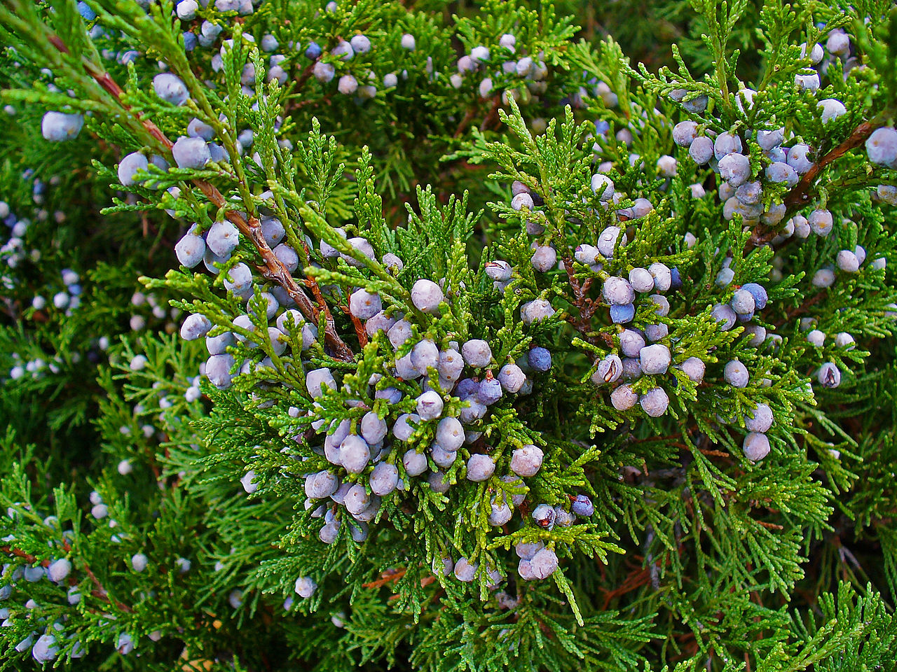 <p>Juniperus sabina</p>