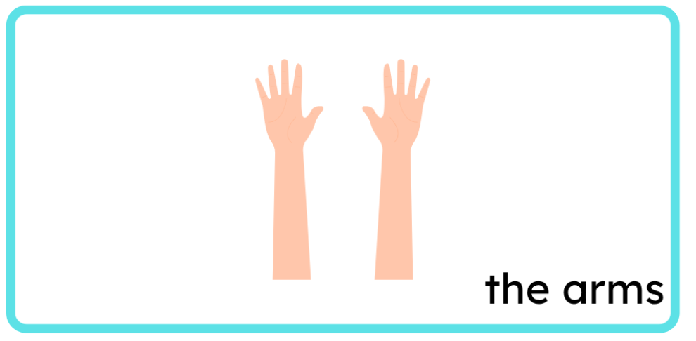 <p>the arms</p>