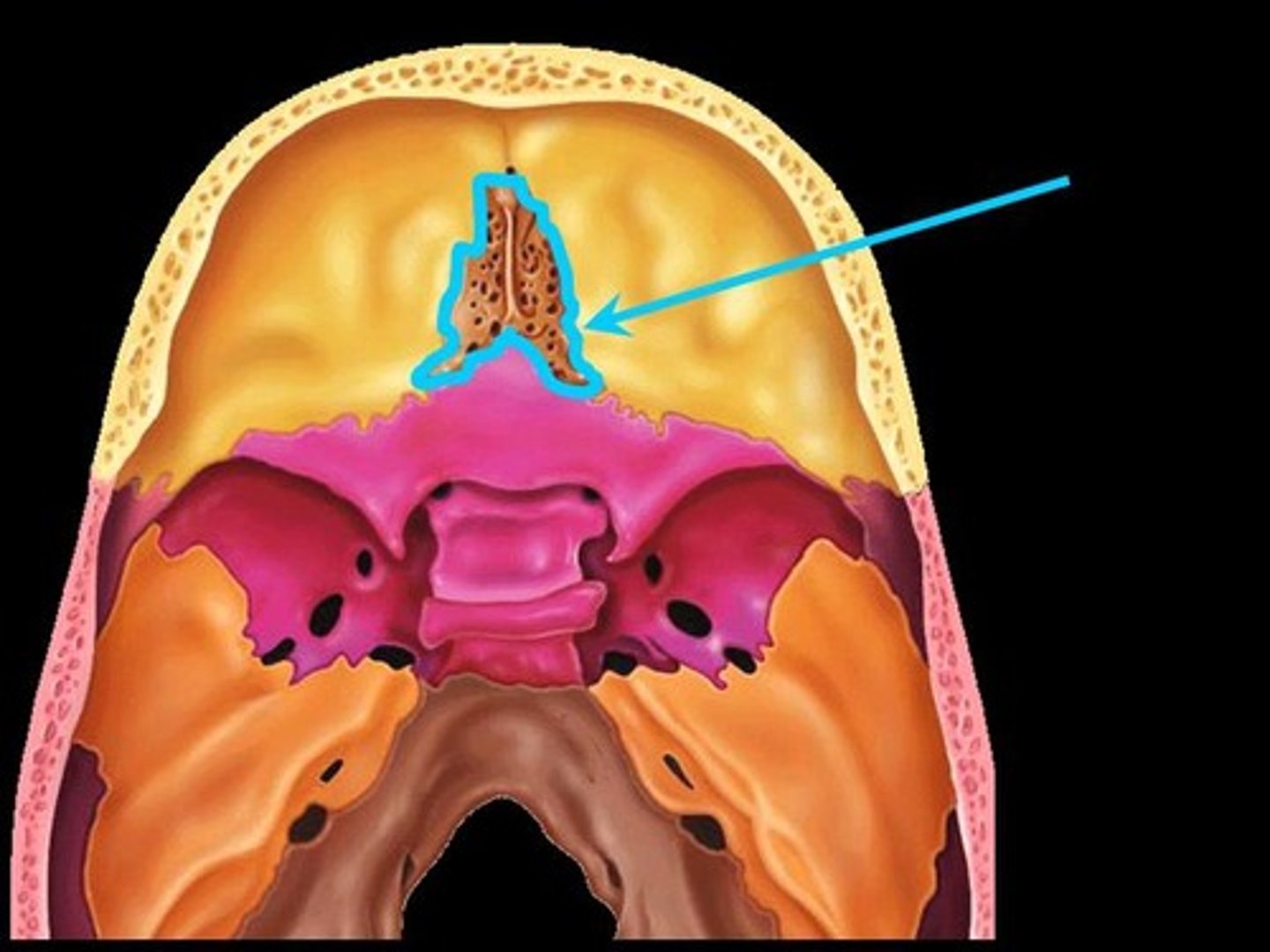 <p>Identify. Olfactory nerves pass through these numerous holes.</p>