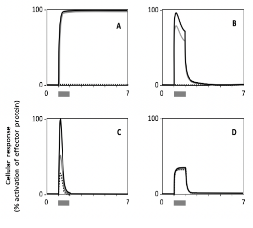 <p>Which cell type shows a response with the highest persistence?</p>
