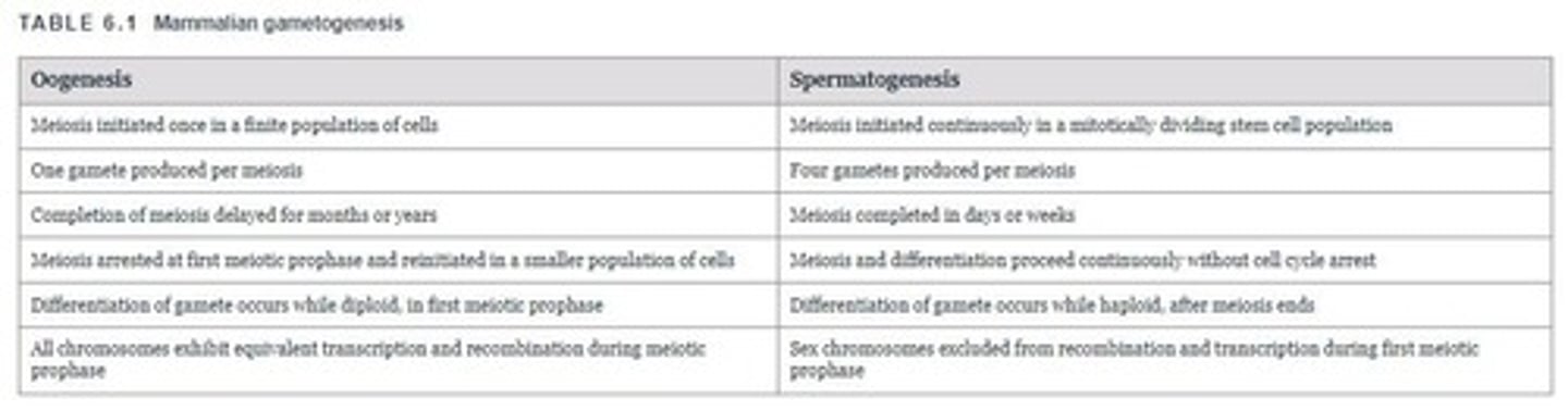 <p>Gametogenesis, which includes both spermatogenesis and oogenesis.</p>
