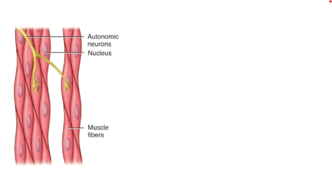 <p>where is Smooth Muscle Located? </p>