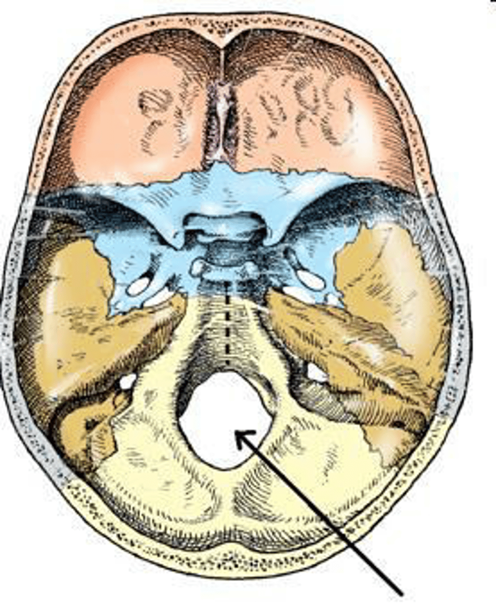 <p>d. foramen magnum.</p><p>3 multiple choice options</p>