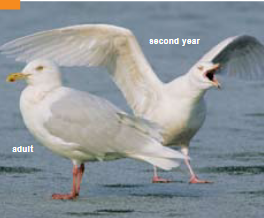<p><span><span>Larus hyperboreus </span></span></p>