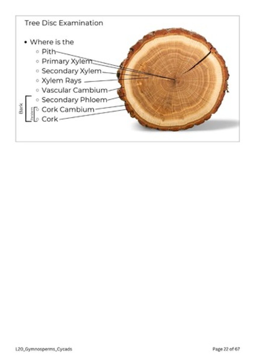 <p>It produces cork, which forms the protective outer bark.</p>