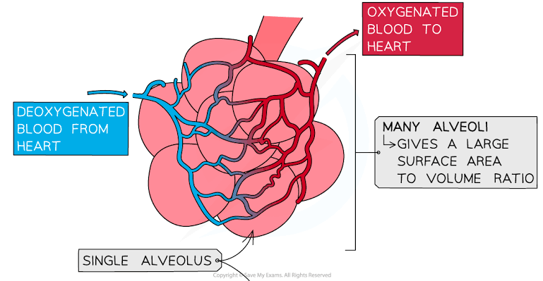 <p>Alveoli explanation</p>