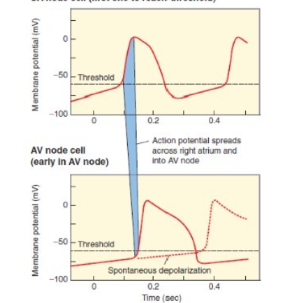 <p>if the SAN wasn’t working, what would happen to AVN?</p>