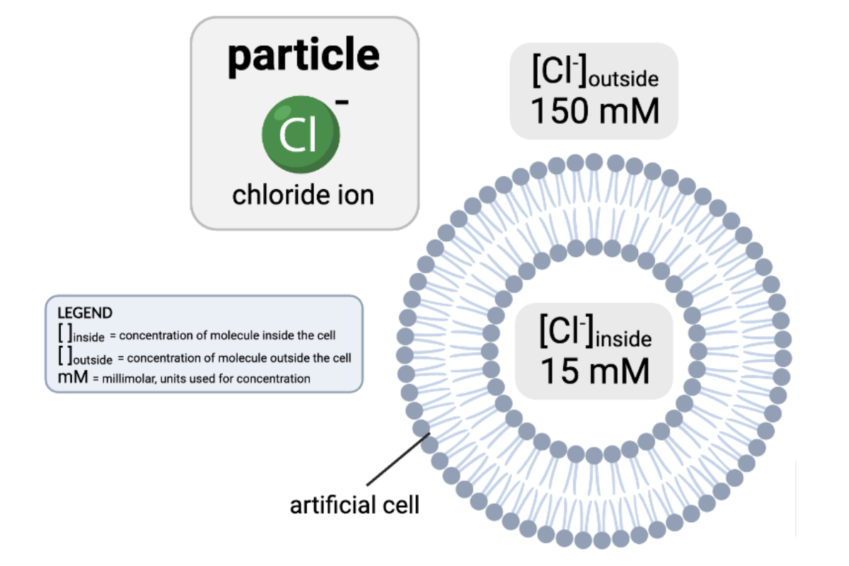 <p>How would osmosis affect the concentration of Cl- in the cell?</p><ul><li><p><span>a. The concentration of Cl- inside the cell will increase, because water will diffuse from the inside of the cell to the outside.</span></p><p><span>b. The concentration of Cl- inside the cell will decrease, because water will diffuse from the inside of the cell to the outside.</span></p><p></p></li><li><p><span>c. The concentration of Cl- inside the cell will increase, because water will diffuse from the outside of the cell to the inside.</span></p><p></p></li><li><p><span>d.&nbsp;The concentration of Cl- inside the cell will decrease, because water will diffuse from the outside of the cell to the inside.</span></p><p></p></li><li><p><span>e.&nbsp;The concentrations of Cl- will remain the same.</span></p></li></ul><p></p>
