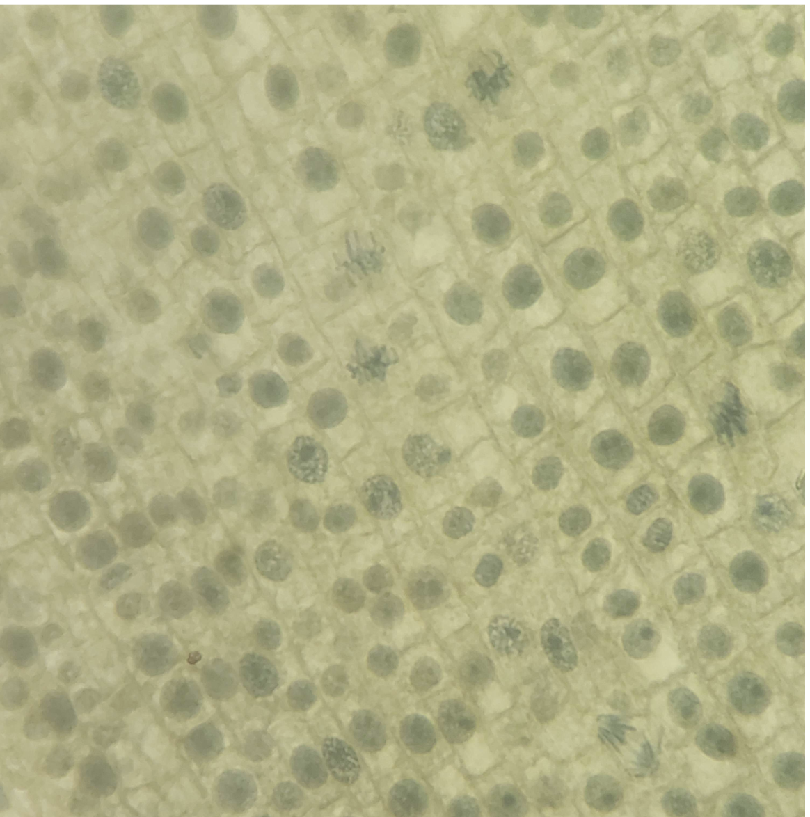 <p>Cell Division</p>