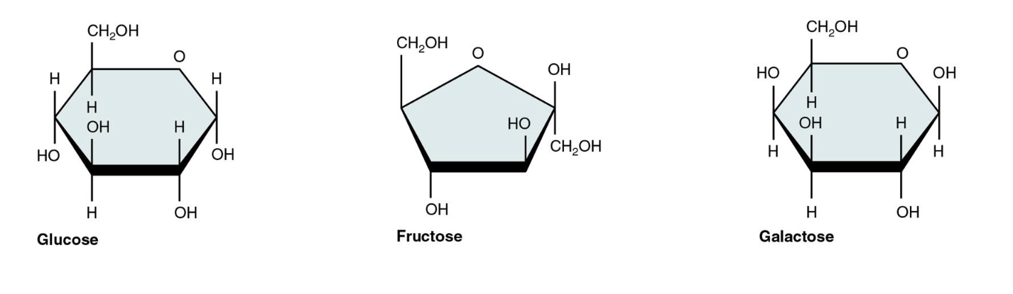 <p>Single unit sugar that differ in arragement of atoms (glucose serve as an essential energy source)</p><p>i.e Glucose, Fructose, and Galactose&nbsp; </p>