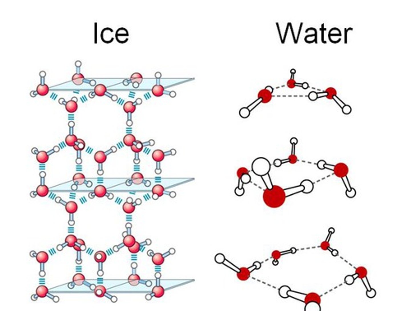 <p>● In ice, the water molecules are arranged in an orderly pattern. It has an open lattice with hydrogen bonds.</p><p>● In water, the lattice is collapsed and the molecules are closer together.</p>