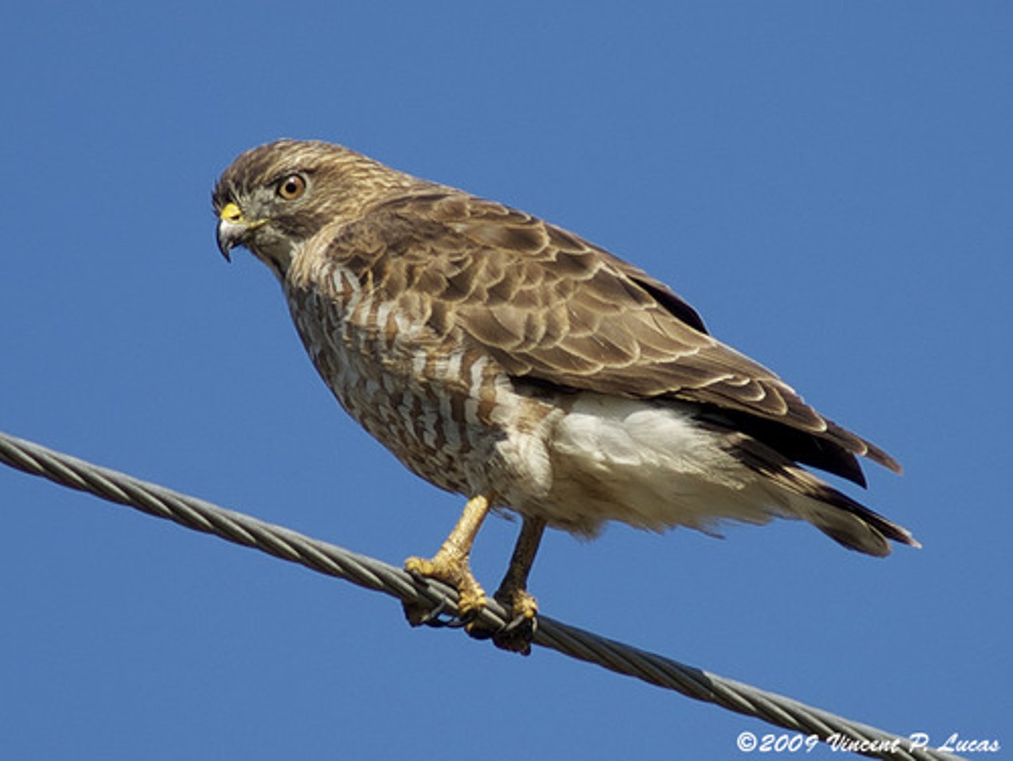 <p>Buteo platypterus</p>