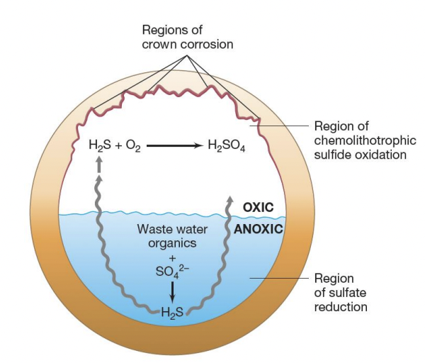 <p>Crown corrosions</p>