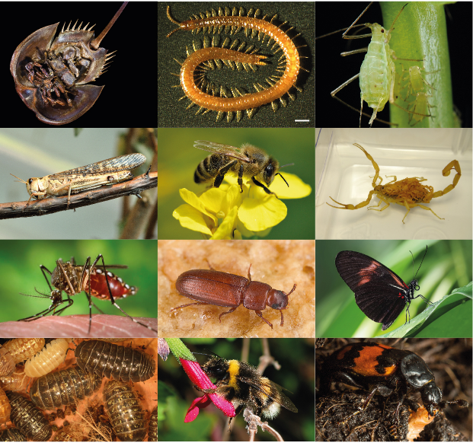 <ul><li><p>Kingdom: Animalia​, Phylum: Arthropoda (jointed legs)</p></li><li><p>Largest phylum in all of the animal kingdom​</p></li><li><p>Contains pentastomes, crustaceans, centipedes, millipedes, insects, mites, ticks, scorpions and spiders​</p></li><li><p>May be causal agents, intermediate hosts, vectors, produce toxins or venoms</p></li></ul><p></p>