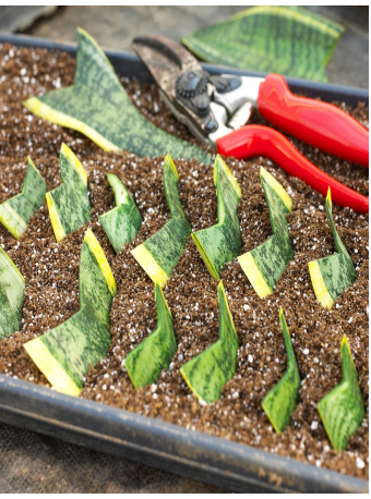 <p>cutting a section from a whole leaf. ie: snake plant</p>