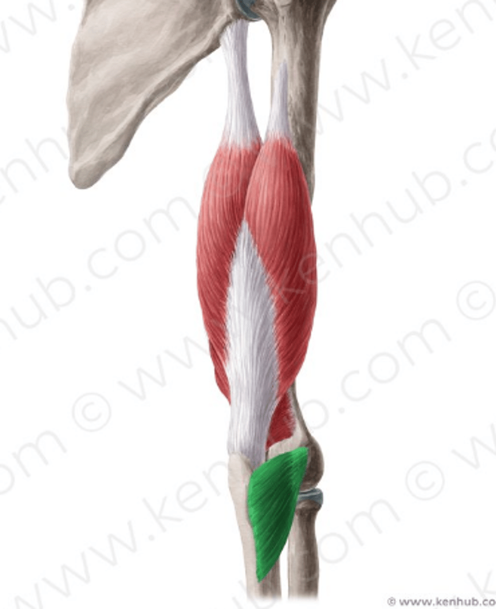 <p>Welke spier is dit?</p>