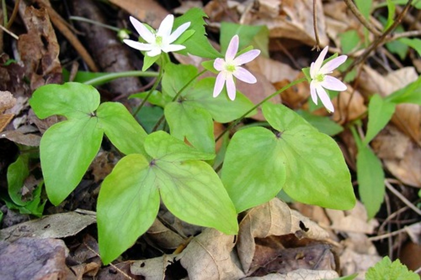 <p>Sharplobe hepatica</p>