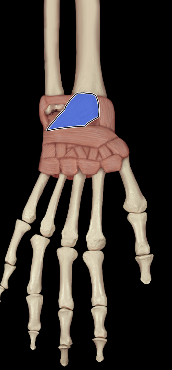 <p>Dorsal radiocarpal ligament</p>