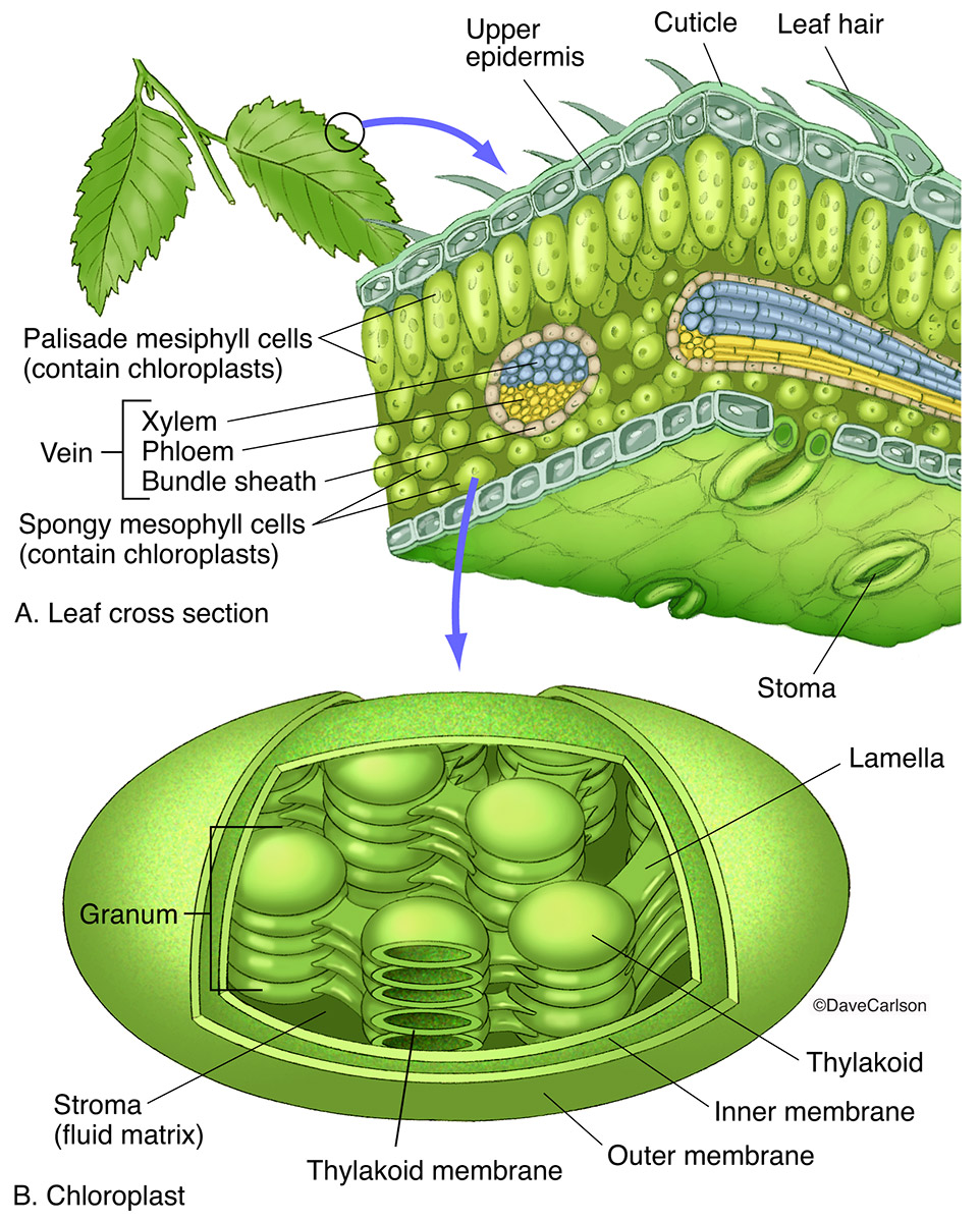 <ul><li><p>only found in plants and bacteria </p></li><li><p>photosynthesis - carbon+water=sugar+oxygen</p></li><li><p>chlorophyl is what makes it green </p><p></p></li></ul><p></p>