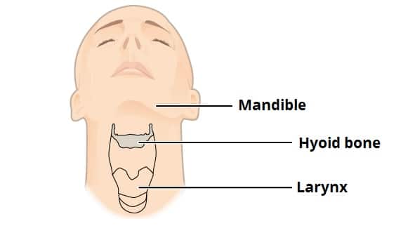 <ul><li><p>a small U-shaped bone located in the upper neck near the level of the inferior mandible, with the tips of the “U.” </p></li><li><p>independent bone is not attached to another bone and thus is not part of the skull. </p></li><li><p>Muscles attach to the hyoid bone to form the angle between the chin and the neck. </p></li><li><p>Movements of the hyoid are coordinated with movements of the tongue, larynx, and pharynx during swallowing and speaking.</p></li></ul><p></p>