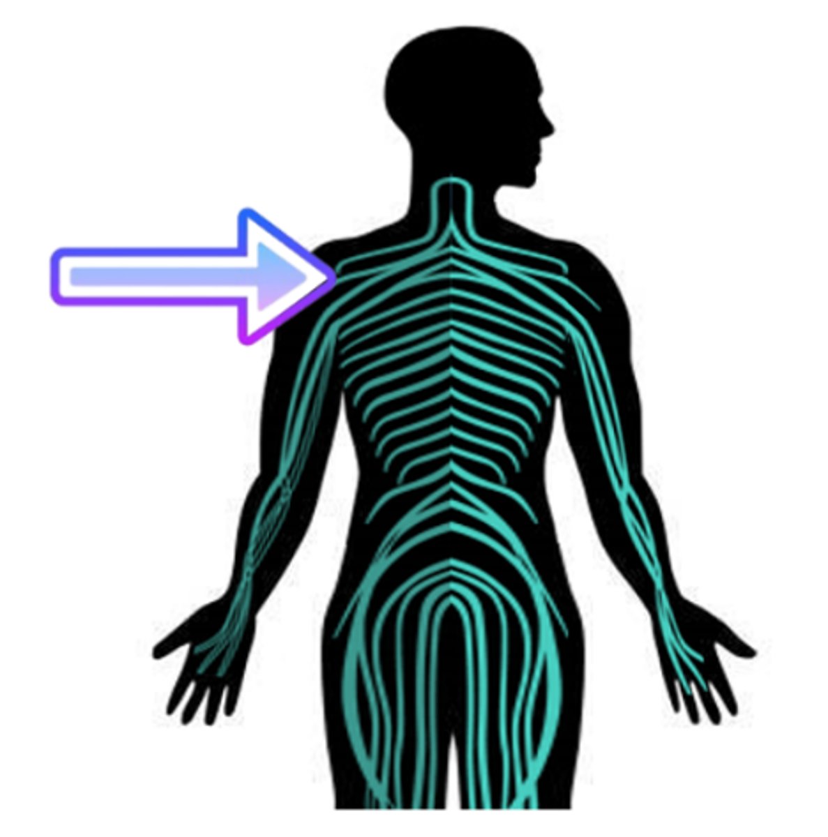 <p>all nerve tissue outside the CNS (central nervous system)</p>