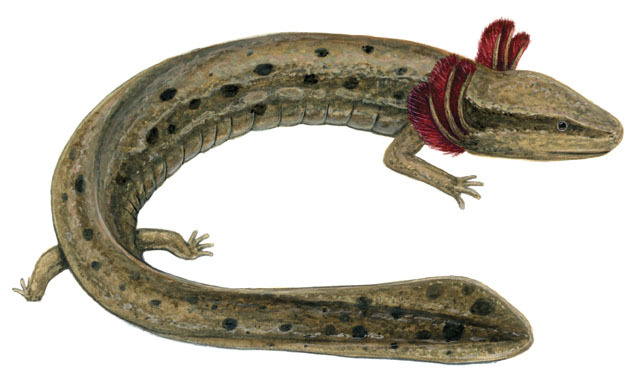 <p>Common Mudpuppy</p>