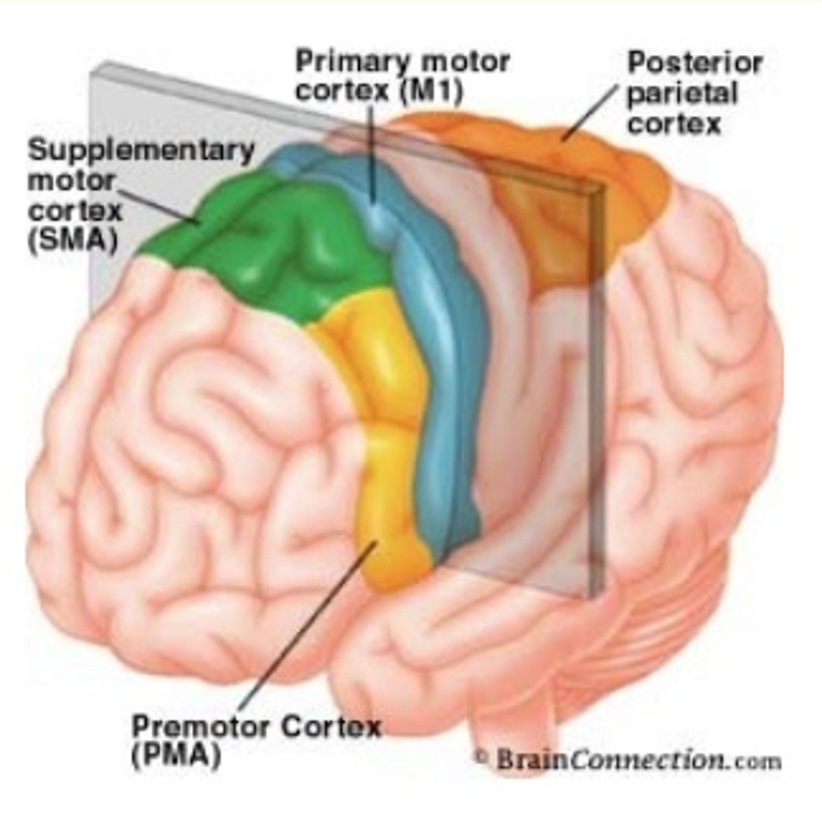 <p>-controls voluntary movement</p><p>-initiated by upper motor neurons in the primary motor cortex</p>